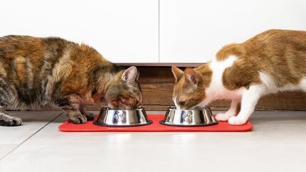 Dwa koty jedzące z miski