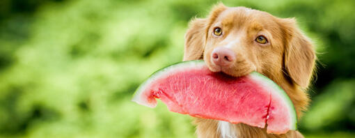 Pies trzymający kawałek arbuza w ustach