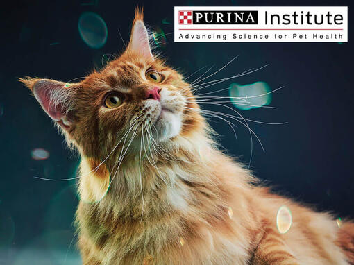 Instytut Purina i innowacje