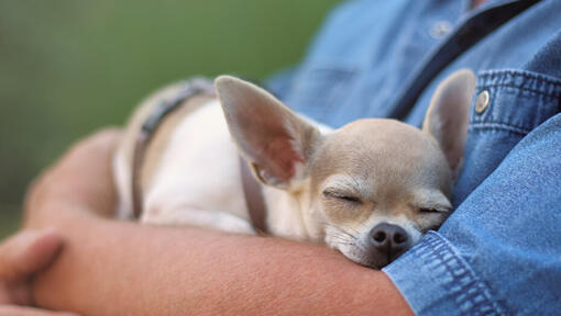 Chihuahua śpi na rękach mężczyzny.