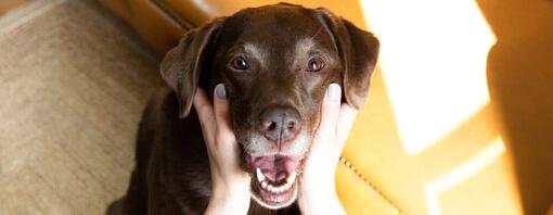 Czekoladowy labrador z otwartymi ustami przez właściciela.