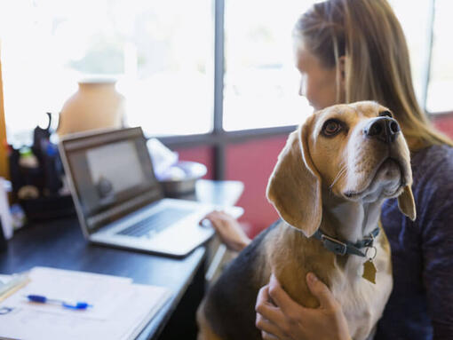 Beagle siedział na kolanach właścicieli podczas pracy