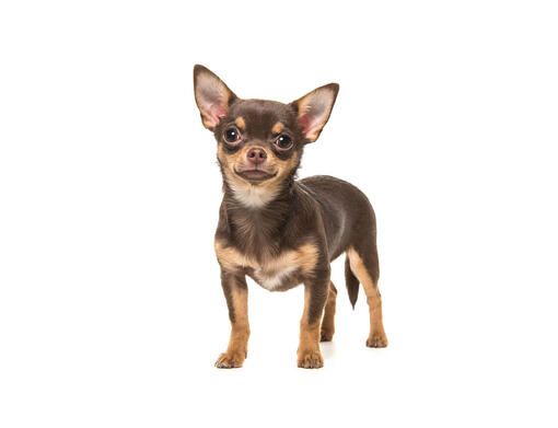 Chihuahua (Gładkowłosy)