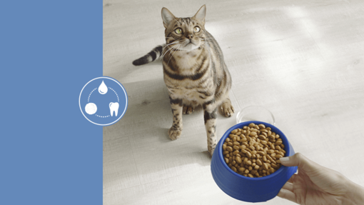 Purina CatChow® karma 3w1​