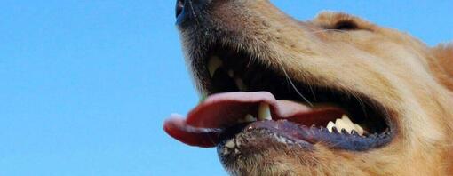 Czy zęby Twojego psa są zdrowe?