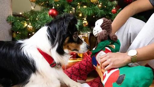 7 Naprawdę wyjątkowych prezentów świątecznych dla psów 