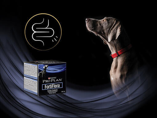 Purina Pro Plan FortiFlora Canine Probiotic dla psów